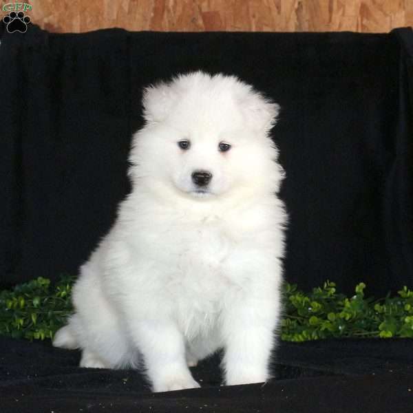 Kaden, Samoyed Puppy