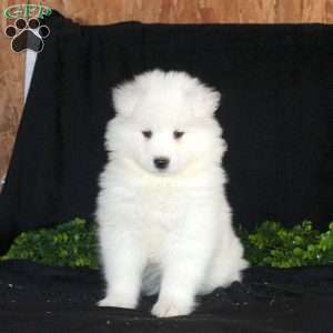 Kaden, Samoyed Puppy