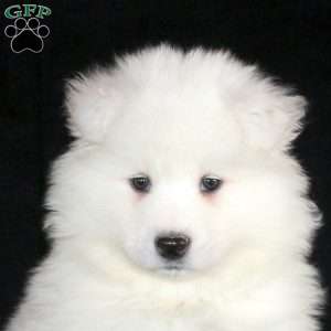 Kaden, Samoyed Puppy