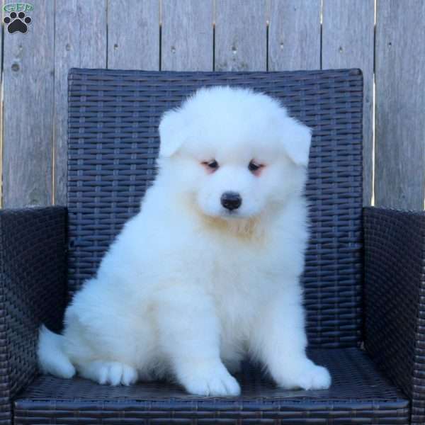 Kai, Samoyed Puppy