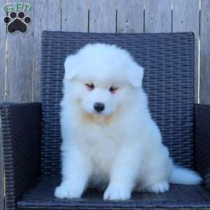 Kai, Samoyed Puppy