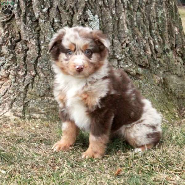 Kairo, Australian Shepherd Puppy