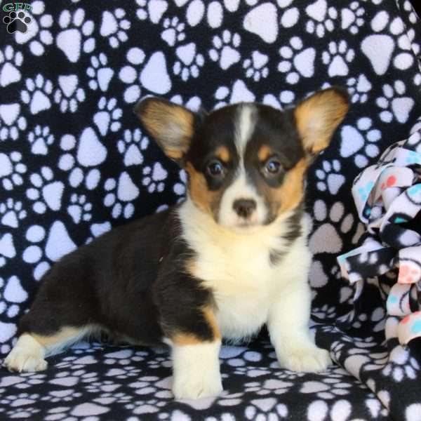 Kali, Pembroke Welsh Corgi Puppy