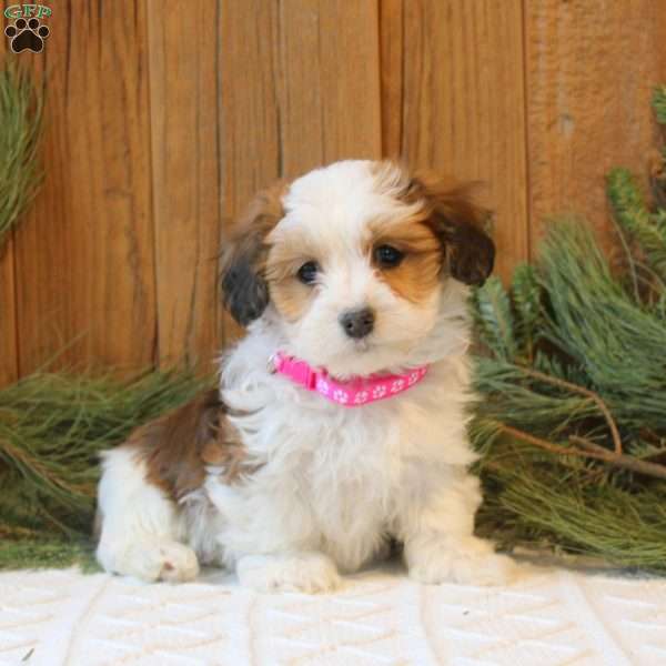 Kali, Havanese Puppy