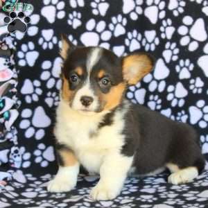 Kali, Pembroke Welsh Corgi Puppy