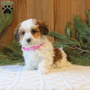 Kali, Havanese Puppy