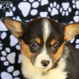 Kali, Pembroke Welsh Corgi Puppy