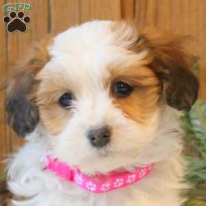 Kali, Havanese Puppy