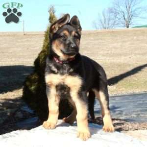 Kamala, German Shepherd Puppy