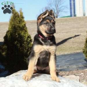 Kamala, German Shepherd Puppy