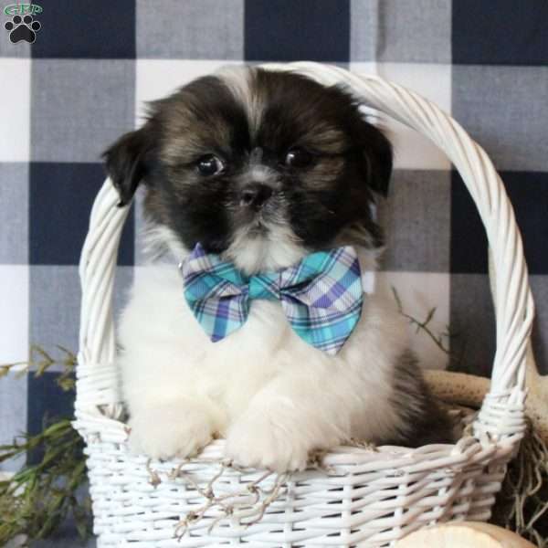 Kameron, Shih Tzu Puppy