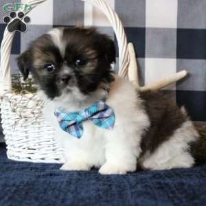 Kameron, Shih Tzu Puppy