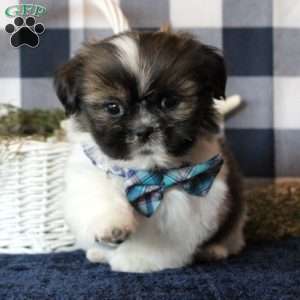 Kameron, Shih Tzu Puppy