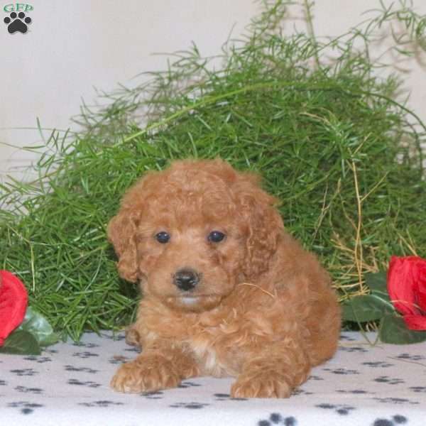 Kandace, Mini Goldendoodle Puppy