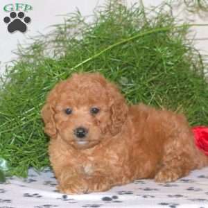 Kandace, Mini Goldendoodle Puppy