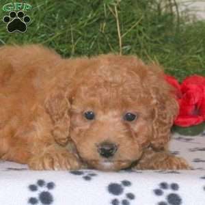 Kandace, Mini Goldendoodle Puppy