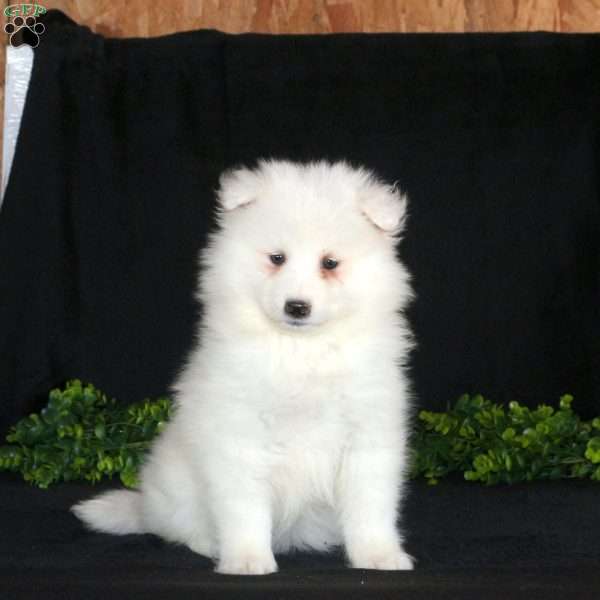 Kandance, Samoyed Puppy