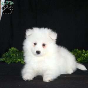 Kandance, Samoyed Puppy