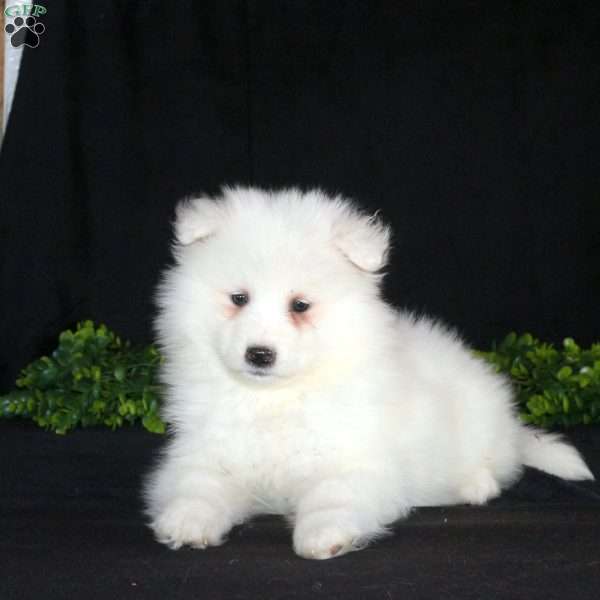 Kandance, Samoyed Puppy