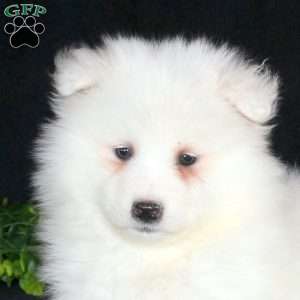 Kandance, Samoyed Puppy