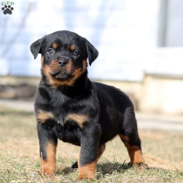 Kane, Rottweiler Puppy