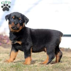 Kane, Rottweiler Puppy