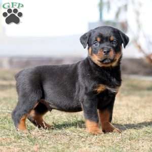 Kane, Rottweiler Puppy