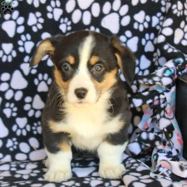 Kara, Pembroke Welsh Corgi Puppy