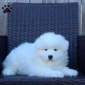 Samoyed Puppies For Sale - Greenfield Puppies