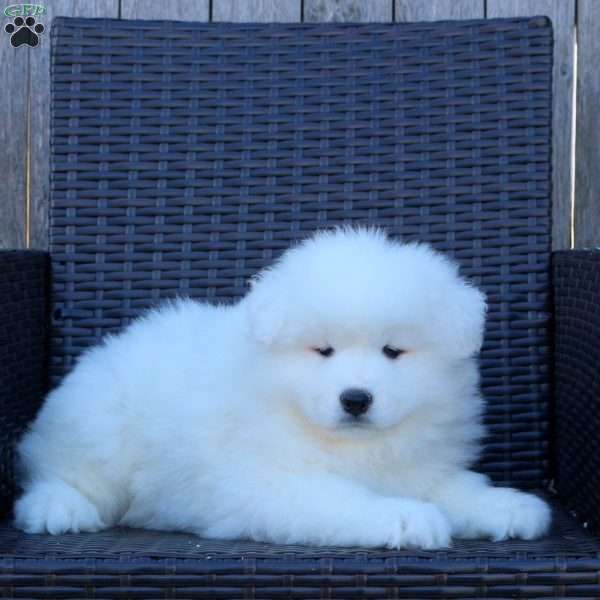 Karen, Samoyed Puppy