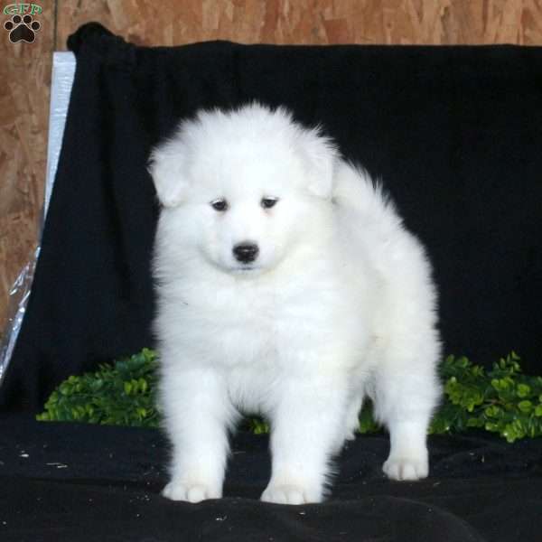 Karen, Samoyed Puppy