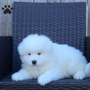 Karen, Samoyed Puppy