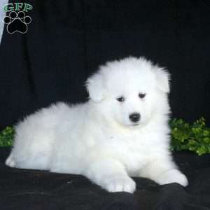 Karen, Samoyed Puppy