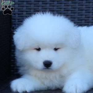 Karen, Samoyed Puppy