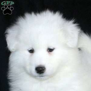 Karen, Samoyed Puppy