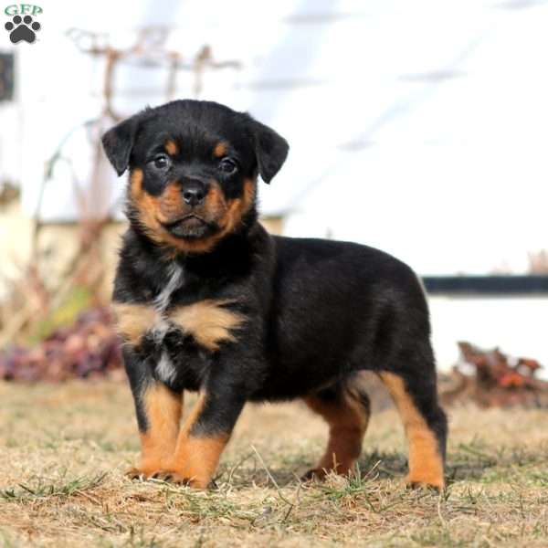 Karen, Rottweiler Puppy