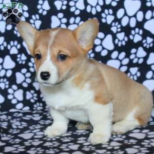 Kari, Pembroke Welsh Corgi Puppy