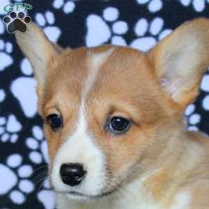 Kari, Pembroke Welsh Corgi Puppy