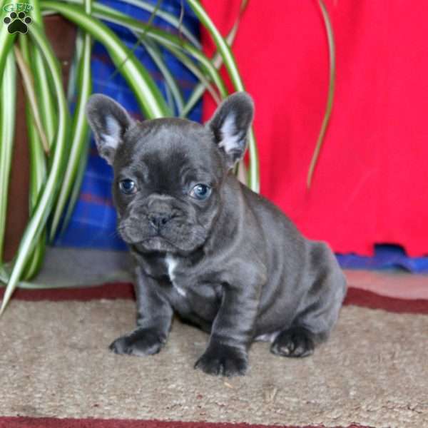 Karla, French Bulldog Puppy