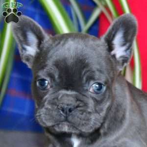 Karla, French Bulldog Puppy