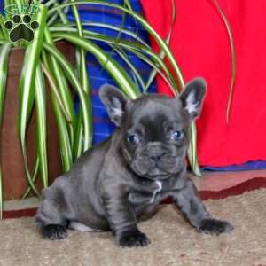 Karla, French Bulldog Puppy