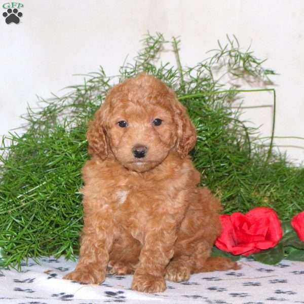 Karmen, Mini Goldendoodle Puppy