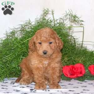 Karmen, Mini Goldendoodle Puppy