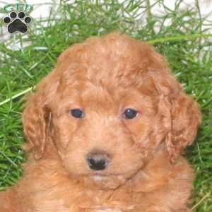 Karmen, Mini Goldendoodle Puppy