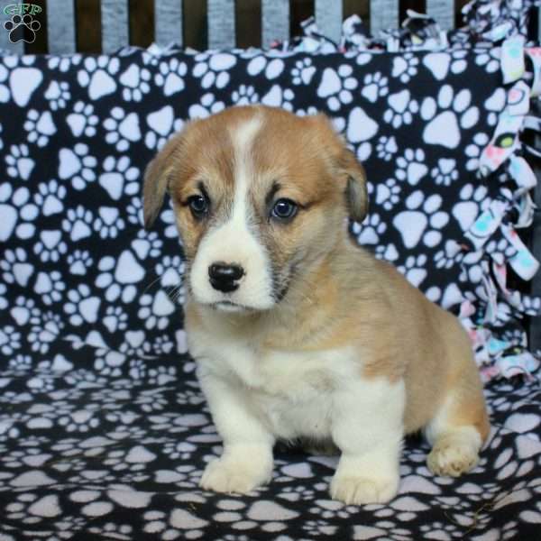 Karson, Pembroke Welsh Corgi Puppy