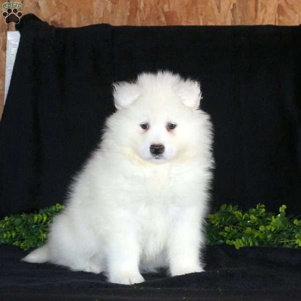 Karson, Samoyed Puppy