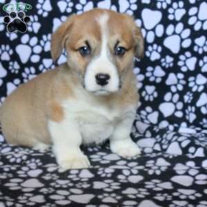 Karson, Pembroke Welsh Corgi Puppy