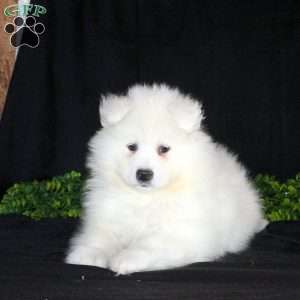 Karson, Samoyed Puppy