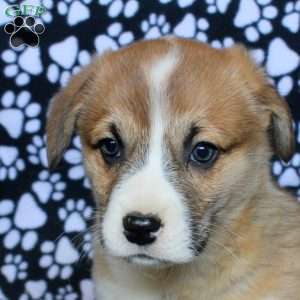 Karson, Pembroke Welsh Corgi Puppy