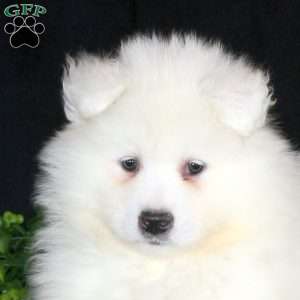 Karson, Samoyed Puppy